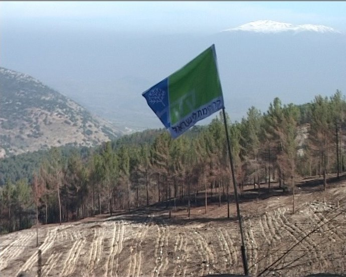 Bosque En Israel Plantado Por El Fondo Nacional Judío