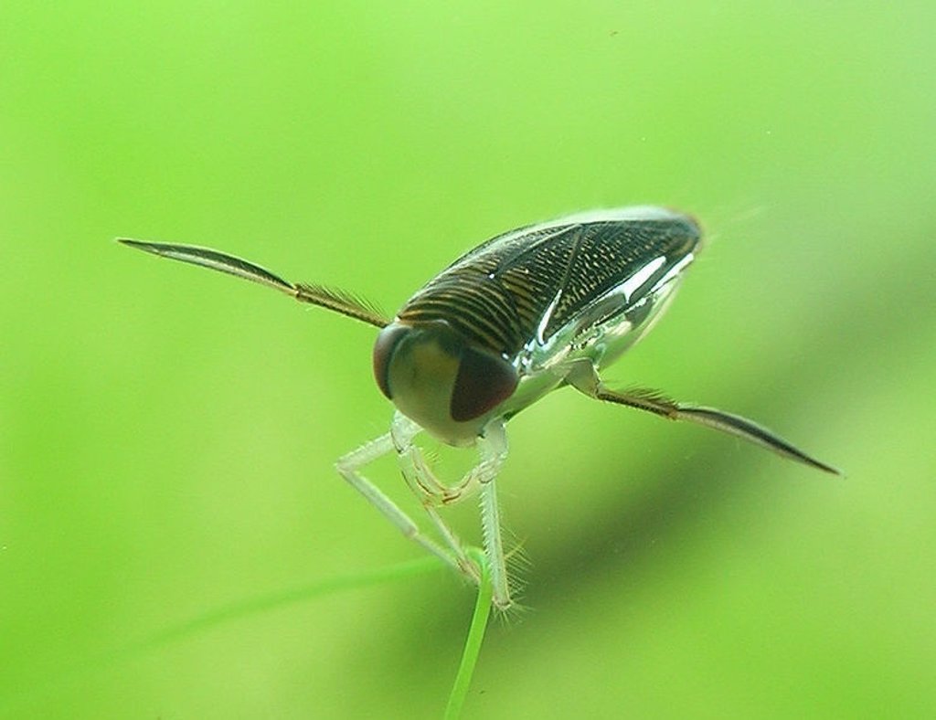 un-insecto-acu-tico-inspira-el-dise-o-de-submarinos-y-robots