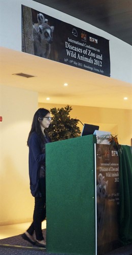 Un Estudio De La ULPGC Sobre Tortugas Marinas Recibe Un Premio Internacional