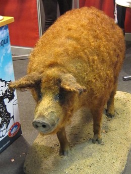 Cerdo Mangalica.