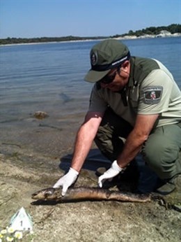 Ejemplar De Anguila Europea Muerta En El Pantano De Valmayor