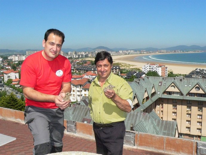 Campaña Control Gaviotas En Laredo 