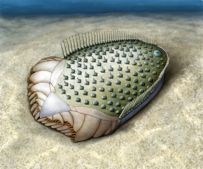 Reconstrucción De Fósil De Equinodermo