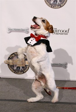 Uggie, El Perro De The Artist