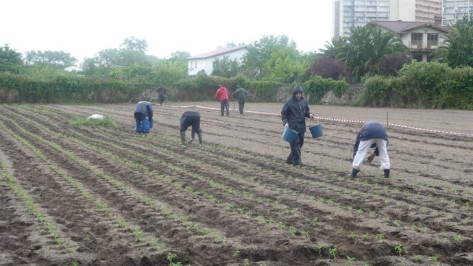 Siembra De Los Clavelones De La Batalla De Flores De Laredo