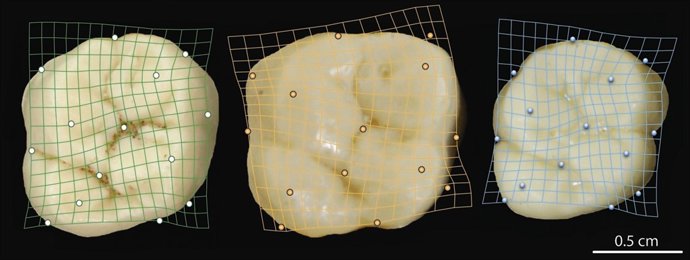 Muestra Del Catálogo De Dientes De La Universidad De Alicante