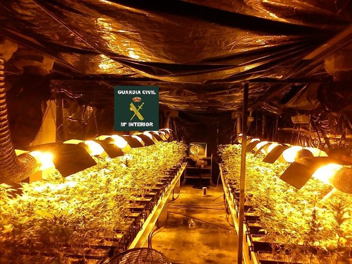 Una de las plantaciones localizadas