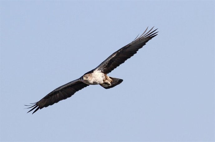Águila Perdiguera. Águila Perdicera.