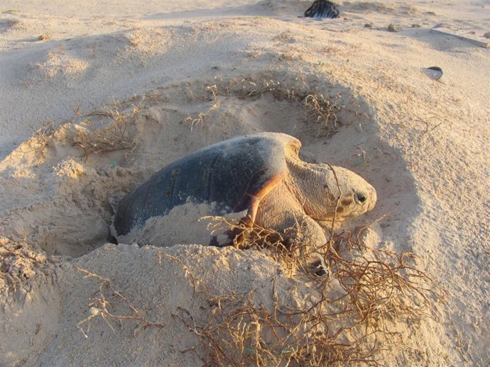 Tortuga Boba Caretta Caretta Durante La Puesta De Huevos 