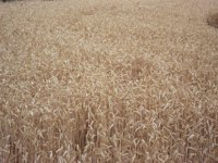 UPA y Coag confirman que la cosecha de cereal apenas superará las cuatro millones toneladas en CyL