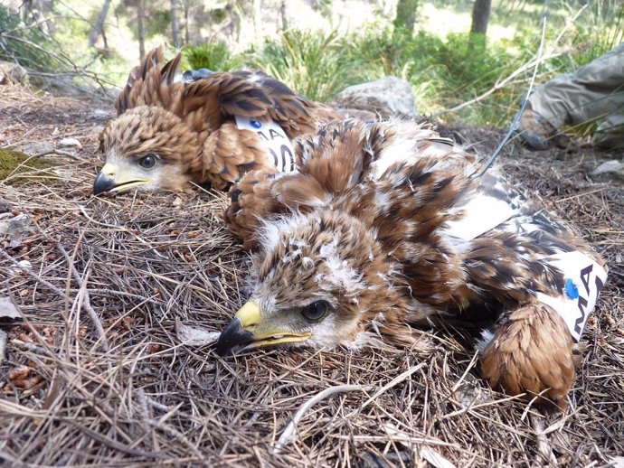 Polluelos De Águila