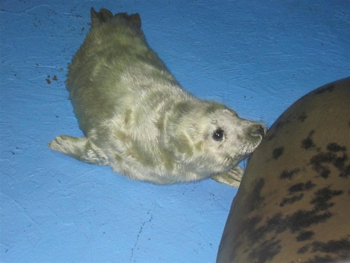 Nace una foca en el Zoo de Madrid