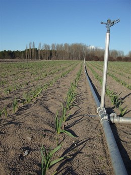 Imagen De Una Tierra Cultivada Con Ajos
