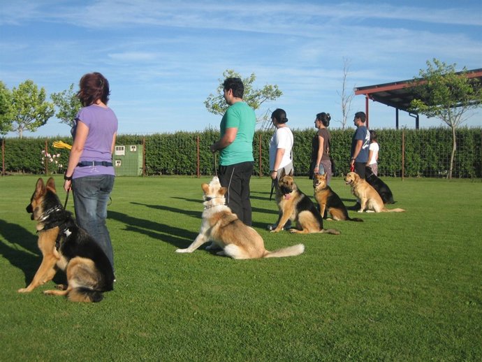 Ejercicio De Adiestramiento De Perros En Cister'can.