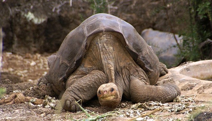 Tortuga Gigante