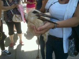 La Cría De Cigüeña Rescatada