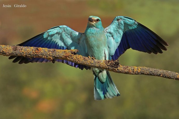 Carraca, Ave Del Año 2012