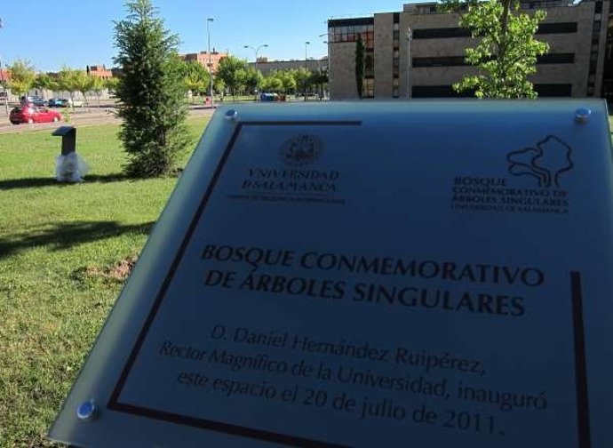 Bosque De Árboles Singulares