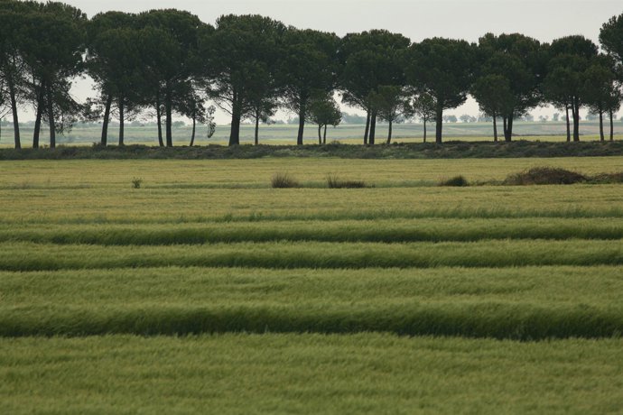 Campos de cultivo