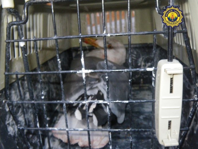 Gaviota Intervenida Por La Policía