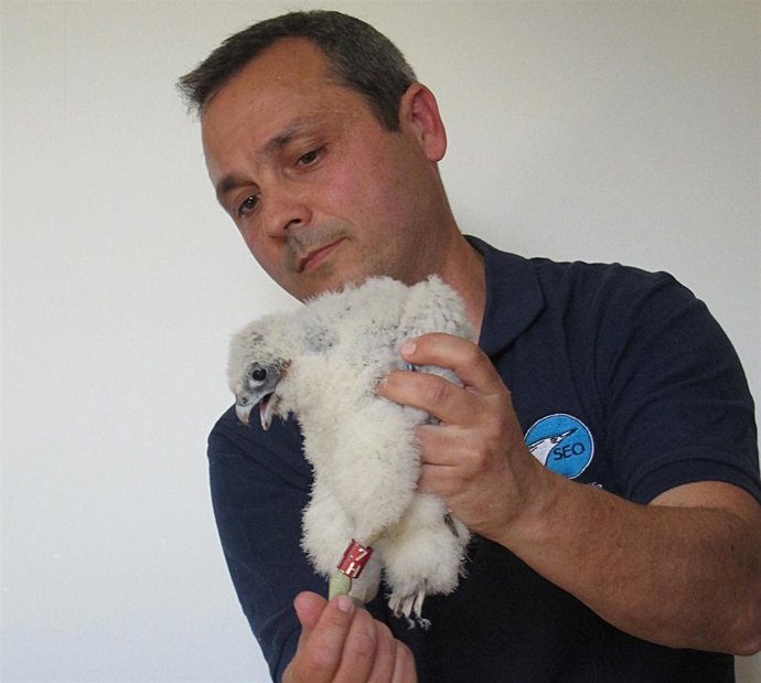 Pollo De Halcón Peregrino