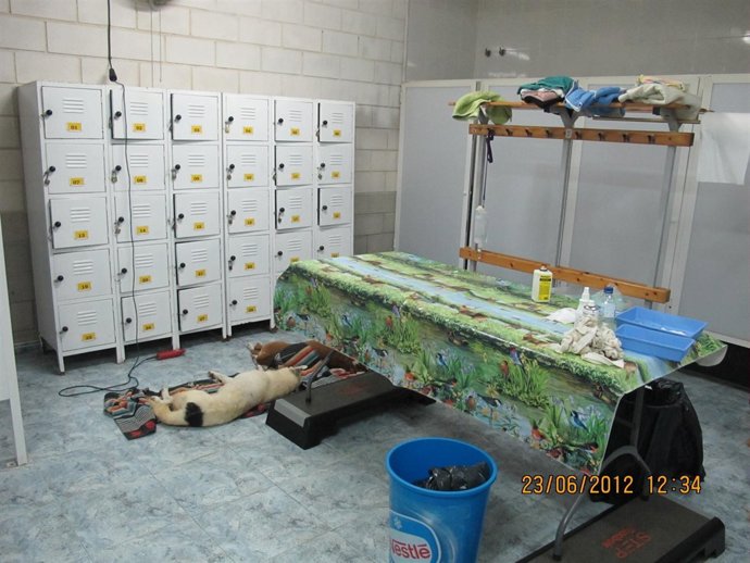 Perros En Un Vestuario 