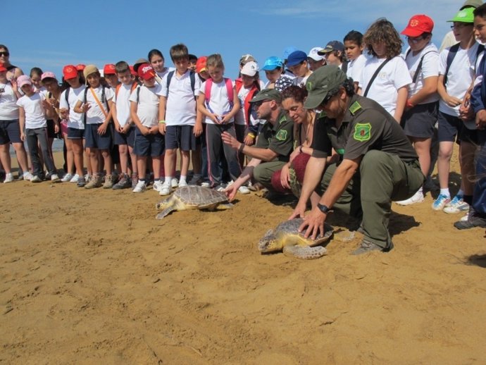 Liberadas Dos Tortugas Bobas En El Parque Regional De Calblanque