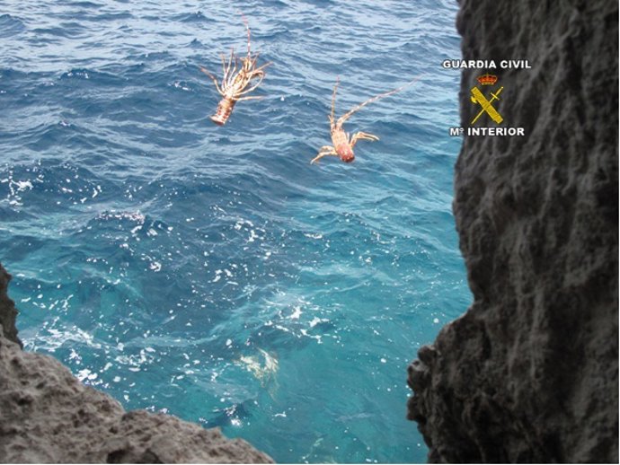 Denuncian A Un Hombre Por Ser Propietario De Un Vivero Ilegal De Langostas