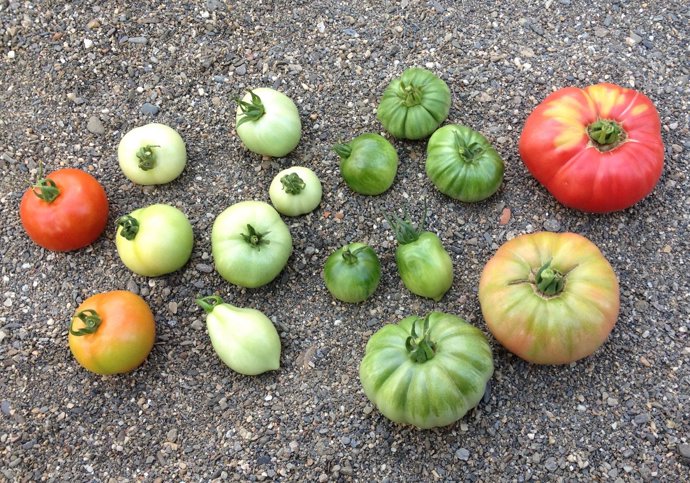 Frutos Tomate Distintos Estadios Sin Y Con Hombros