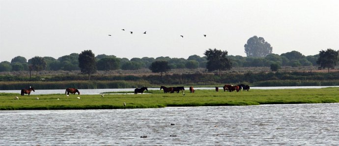 Parque Nacional de Doñana
