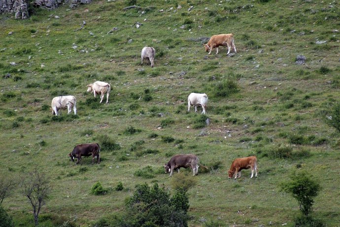 Paisaja de la Sierra Cebollera