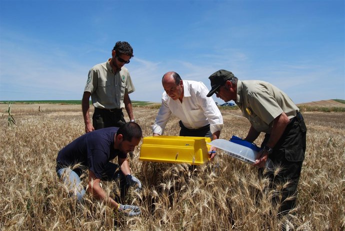 Actuación De Reclutamiento De Pollos De Aguilucho