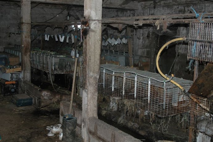 Granja ilegal de conejos en Galicia