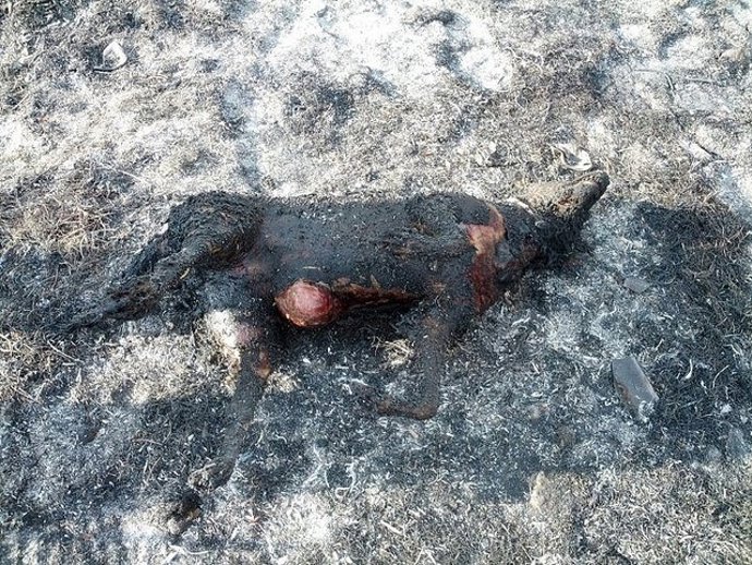 Imagen De Un Animal Quemado