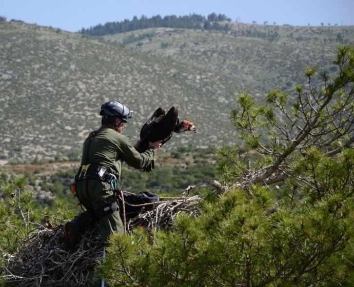 Anillan A Dos Buitres Negros Nacidos En Más De Un Siglo En Catalunya