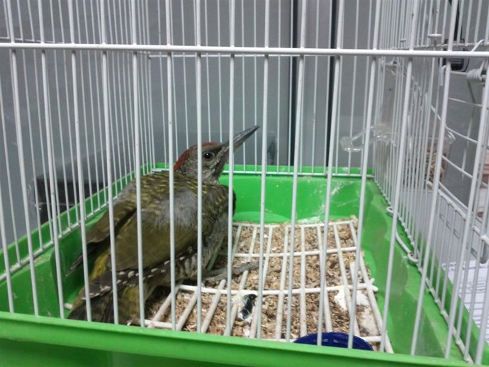 Pájaro carpintero en Vigo.