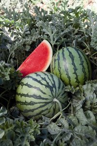 COAG cree que puede faltar sandías cuando el calor irrumpa en Centro Europa