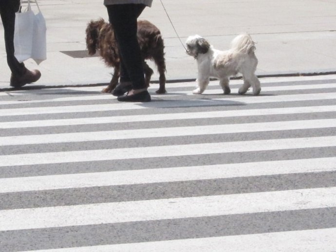 Perros En Santander