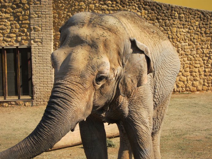 La elefanta del Zoológico de Córdoba es uno de sus atractivos