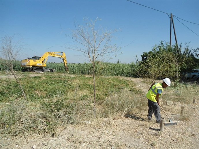 La CHS comienza el corte de cañas en los cauces de los ríos Segura y Mula