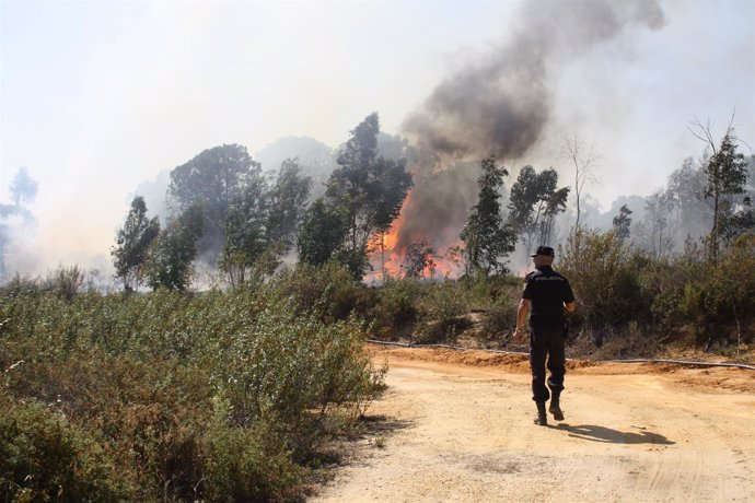 Incendio Forestal En Rociana Del Condado. 