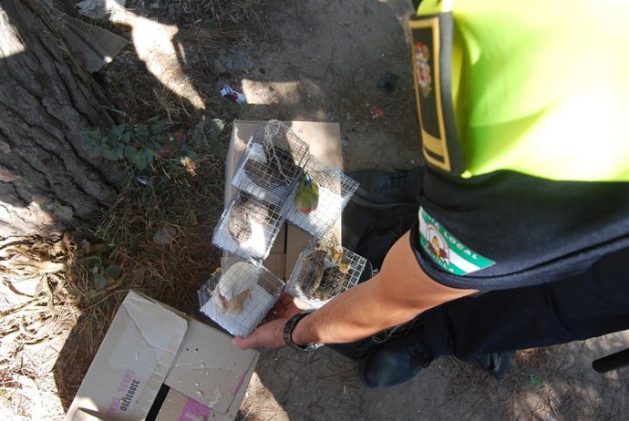 Animales intervenidos