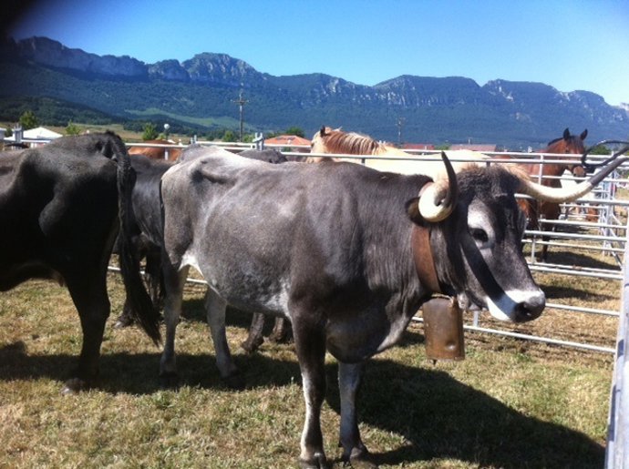Ejemplares de ganado del II Certamen Multisectorial
