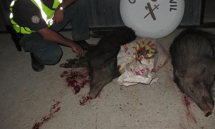Jabalíes Que Portaban Los Supuestos Cazadores Furtivos