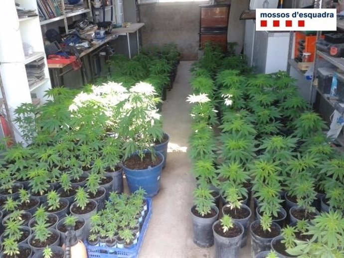 Plantas de marihuana decomisadas  en Torre-Serona