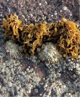 Lapa mediterránea en peligro de extinción