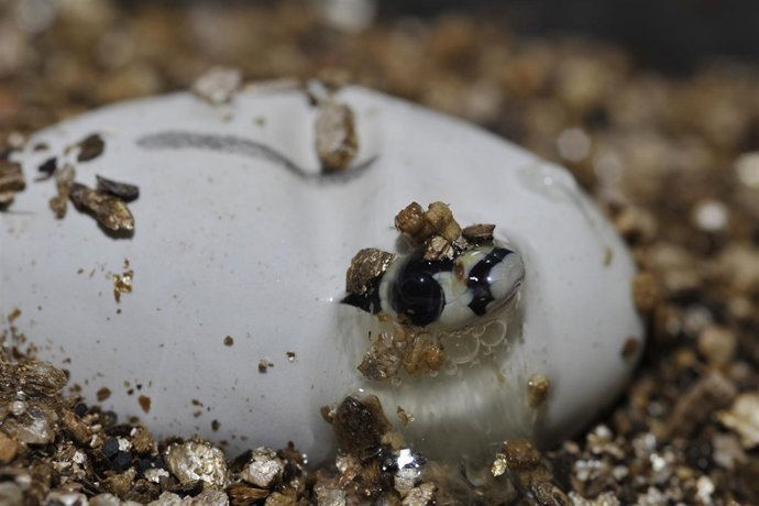 Momento del nacimiento de la cobra real en Faunia