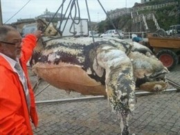 Ejemplar Hembra De Tortuga Laúd