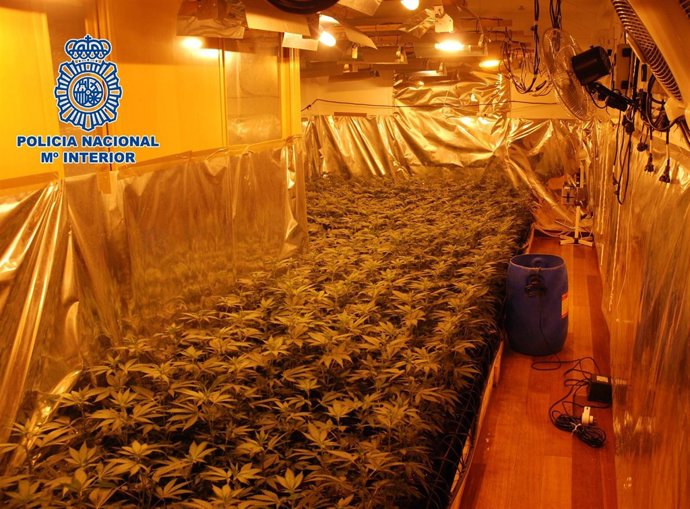 Plantas de marihuana en chalés de la Costa del Sol
