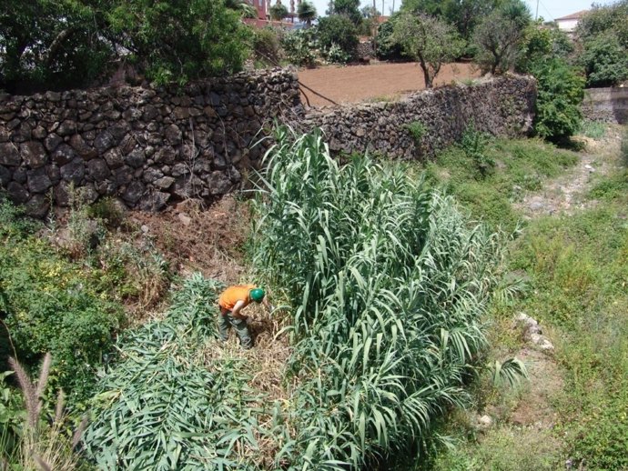 Limpieza de barrancos